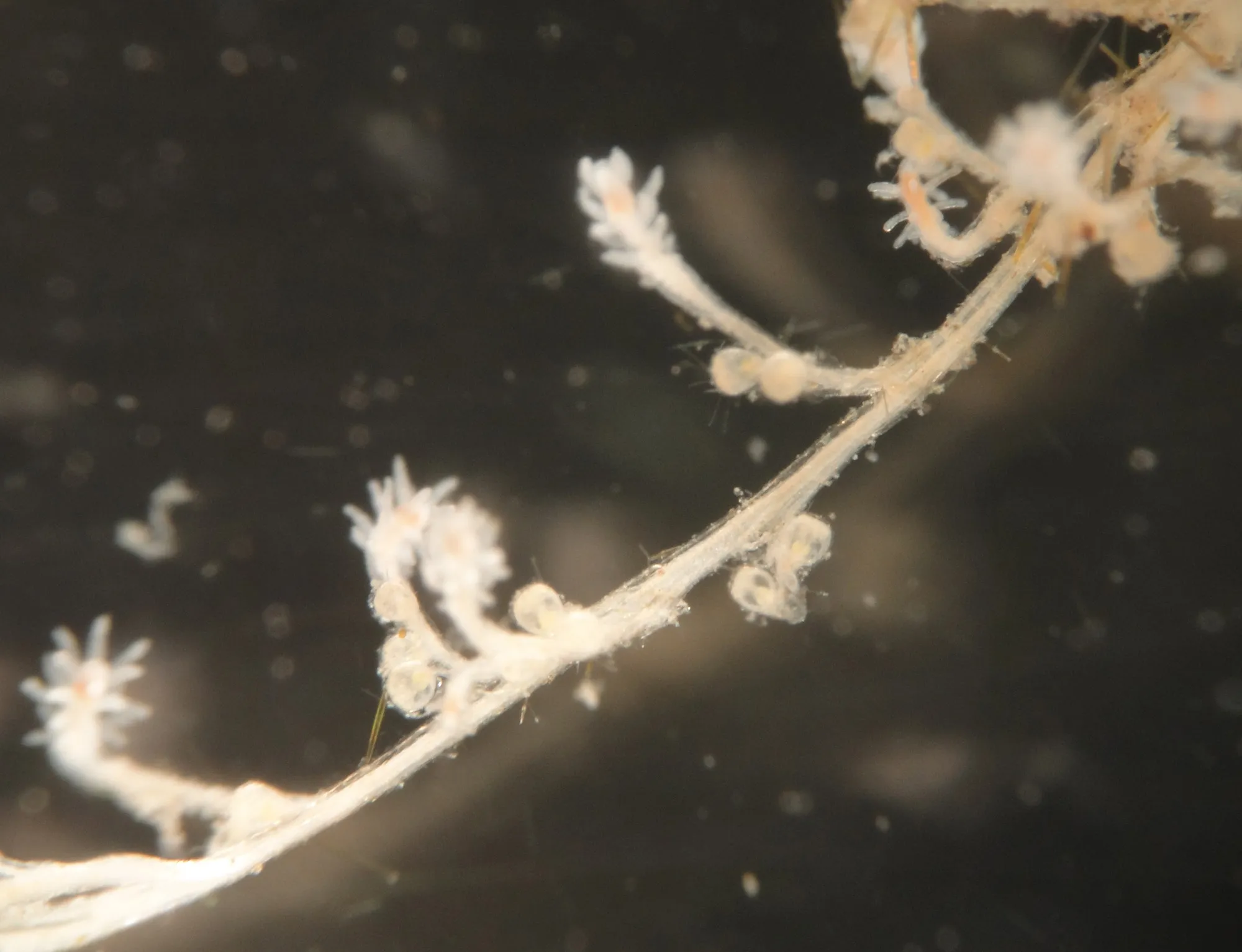 Turritopsis dohrnii photographed by the Miglietta Lab