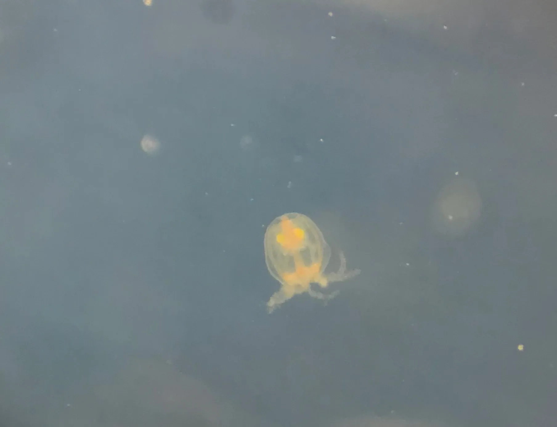 Turritopsis dohrnii photographed by the Miglietta Lab