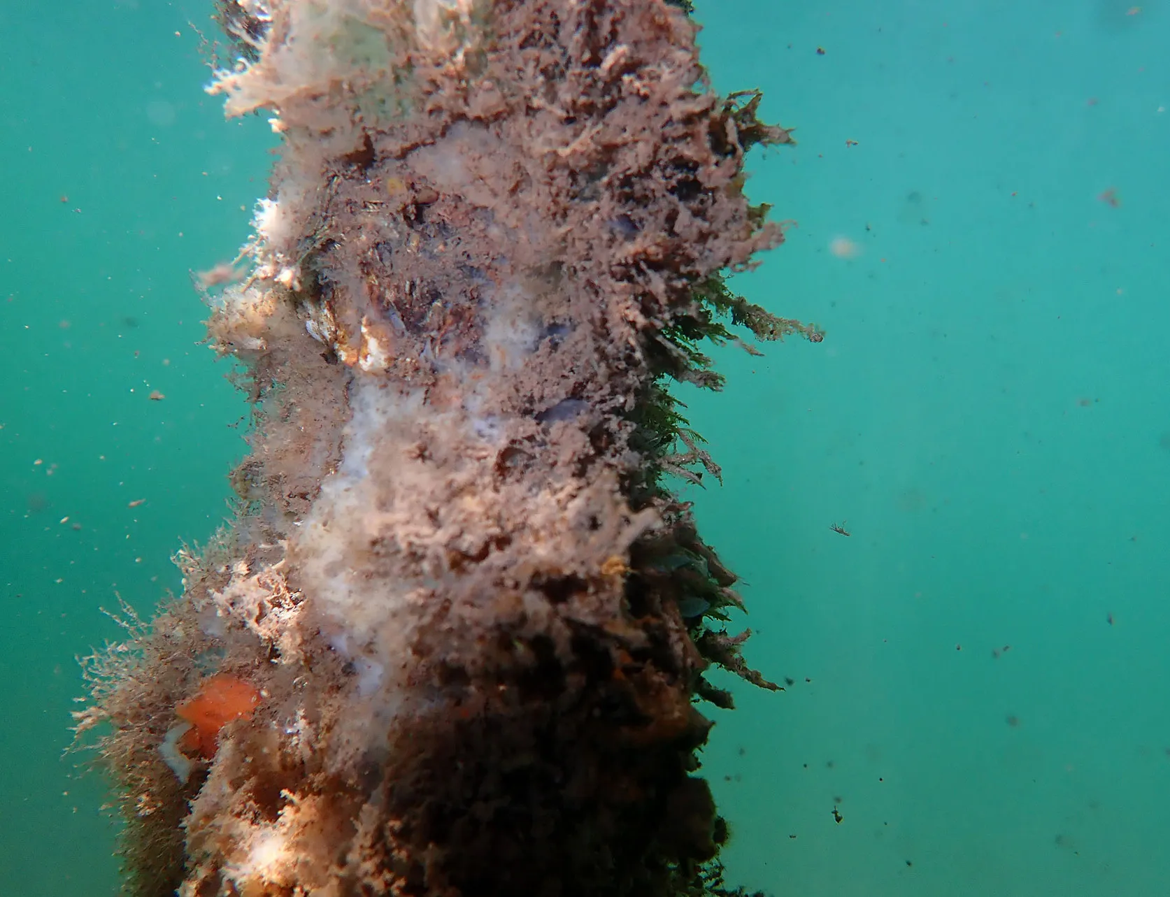 Turritopsis dohrnii photographed by the Miglietta Lab