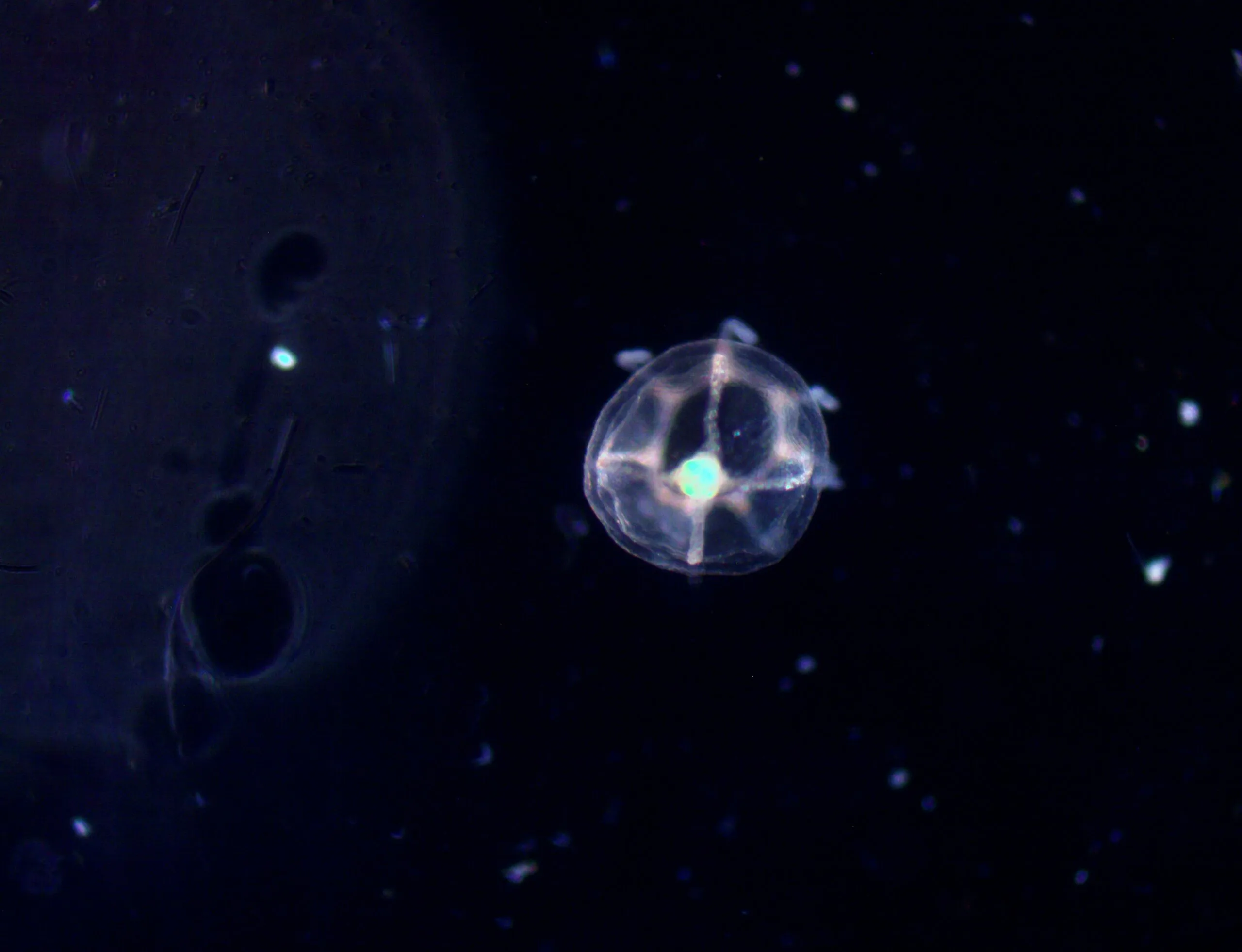 Turritopsis dohrnii photographed by the Miglietta Lab
