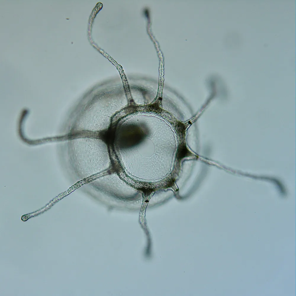 A temperate-region Turritopsis dohrnii medusa, showing many more tentacles